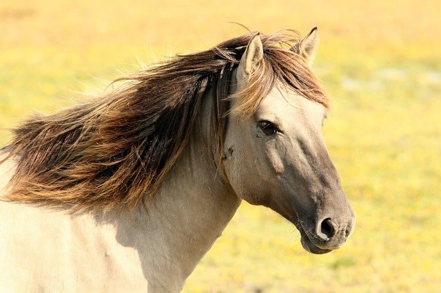 chevaux