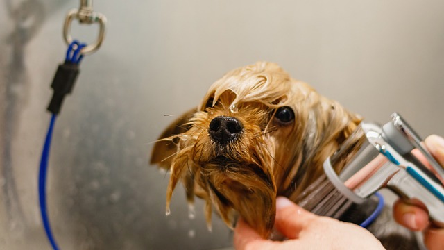 chien